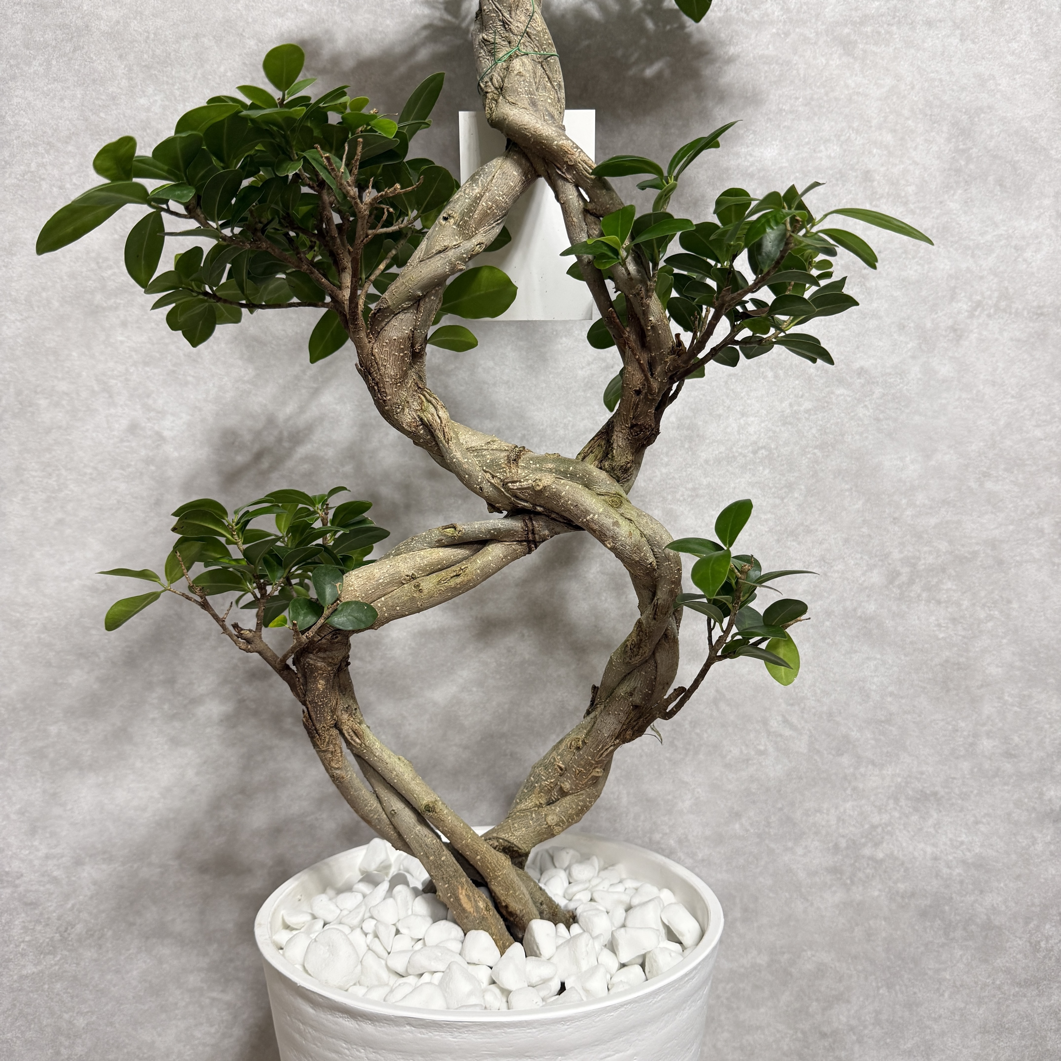 ガジュマル 観葉植物 八の字 8号鉢苗 大型 盆栽 末広がりの8の字 室内