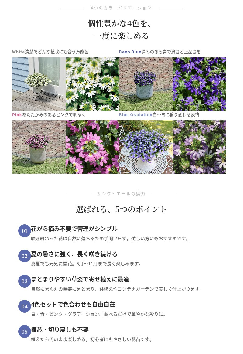 サンク・エール 苗 4色セット（ホワイト・ディープブルー・ピンク・ブルーグラデーション）3号ポット サントリーフラワーズ ｜スカエボラ｜花がら摘み不要｜暑さに強い夏の花苗｜肥料付き ガーデニング 鉢植え ハンギング プランター