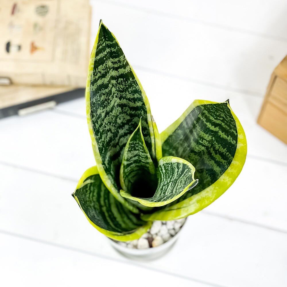 サンスベリア 観葉植物 鉢植え PLANCHU 観葉植物 サンセベリア スパーバ 4号鉢 受け皿付き 育て方説明