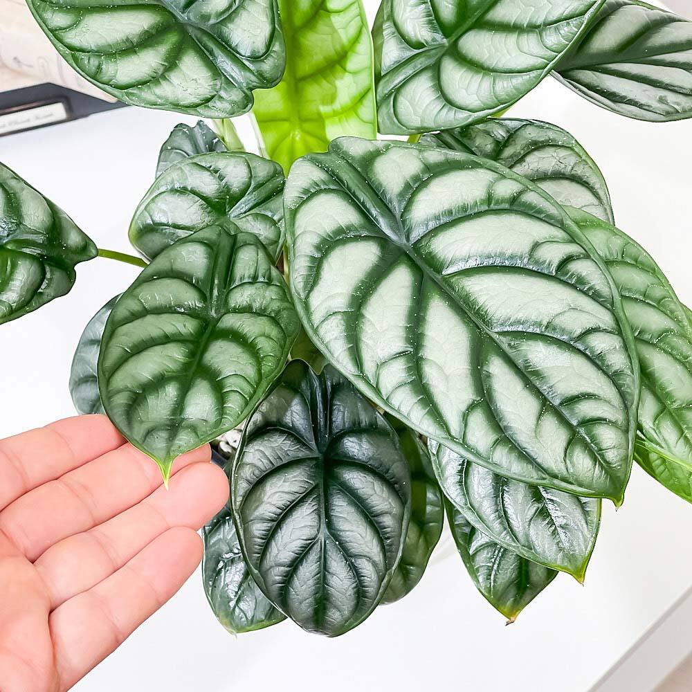 アロカシア　シルバードラゴン　アルボ　（鉢ごと発送） PLANCHU 観葉植物 アロカシア シルバードラゴン 5号鉢 受け皿付き 育て