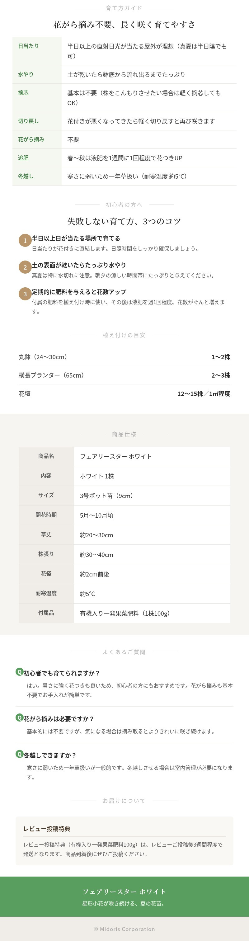 フェアリースター 苗 ホワイト 1株 3号ポット サントリーフラワーズ ｜トレニア｜星形小花が咲き続ける夏の花苗｜鉢植え・花壇におすすめ｜肥料付き ハンギング プランター