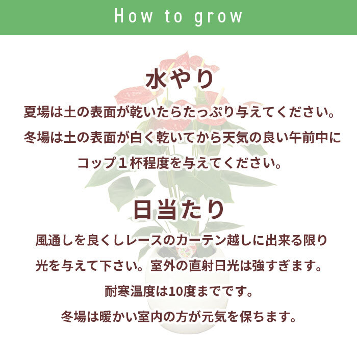 アンスリウム 白 シエラホワイト 6号 角プラ 高さ約60cm 観葉植物