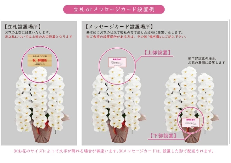 純国産 胡蝶蘭 花持ち長い 大輪3本立ち 45輪～ 【雪華（せっか）白】 産地直送 お祝い プレゼント 花 ギフト 贈り物 母の日 お供え お誕生日 開店祝い 開業祝い 移転祝い 就任祝い 昇進祝い 当選祝い 当日発送 王立園芸協会登録商品