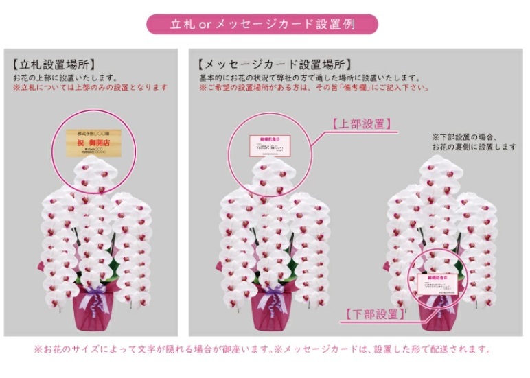 純国産 胡蝶蘭 花持ち長い 大輪3本立ち 45輪～ 【雪紅（せっこう）白赤】 産地直送 お祝い プレゼント 花 ギフト 贈り物 母の日 お供え お誕生日 開店祝い 開業祝い 移転祝い 就任祝い 昇進祝い 当選祝い 当日発送 王立園芸協会登録商品