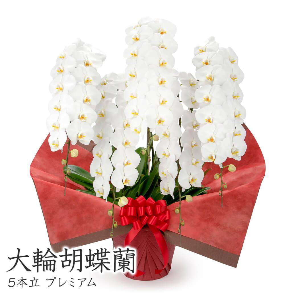 【送料無料】 大輪胡蝶蘭 ５本立 プレミアム 白【70輪以上】 電報セット可能 フラワー 花 祝電 お祝い ギフト プレゼント 結婚式 結婚祝い 結婚記念日 誕生日 還暦 長寿祝い 記念日 事務所移転 開店 開業祝い 昇進 栄転 就任祝い 定年退職 周年祝い 創立記念 ビジネス 叙勲 受章祝い 孫の日 七五三 いい夫婦の日 クリスマス 成人式 成人祝い 年賀 お正月 翌日配達