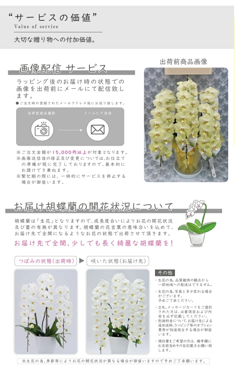 希少 胡蝶蘭 お祝い 黄色 純国産 花持ち長い 中輪5本立ち 50輪～ 35,900円【煌華(きらか)】希少 画像配信あり 胡蝶蘭ギフト 胡蝶蘭お祝い 産地直送 お祝い 贈り物 母の日 縁起物 商売繁盛 開店祝 開業祝 移転祝 当選祝 当日発送 日本橋 銀座 王立園芸協会登録商品