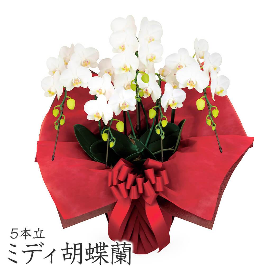【送料無料】 ミディ胡蝶蘭 ５本立 白 【35輪以上】 電報セット可能 フラワー 花 祝電 お祝い ギフト プレゼント 結婚式 結婚祝い 結婚記念日 誕生日 出産祝い 還暦 長寿祝い 記念日 事務所移転 開店 開業祝い 昇進 栄転 就任祝い 定年退職 周年祝い 創立記念 ビジネス 叙勲 受章祝い 孫の日 七五三 いい夫婦の日 クリスマス 成人式 成人祝い 年賀 お正月 翌日配達