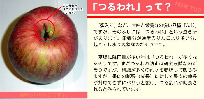 【11月中旬頃発送】一華ベジフル 青森 リンゴ サンふじ 家庭用 3C箱(3kg箱:約7～10個入) りんご 青森県産 蜜入り リンゴ 林檎 りんごジュース ギフト 御歳暮 お歳暮 フルーツ 果物 青森県 お土産 お取り寄せ 販売 通販 2026 訳あり【送料無料】