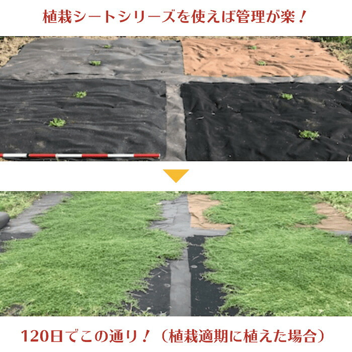 50平米分セット 二層構造防草シートセット クラピア 植栽用 （50m2） 2m幅 25m巻 + J字型ピン （300本） 二重構造の高耐久性10年
