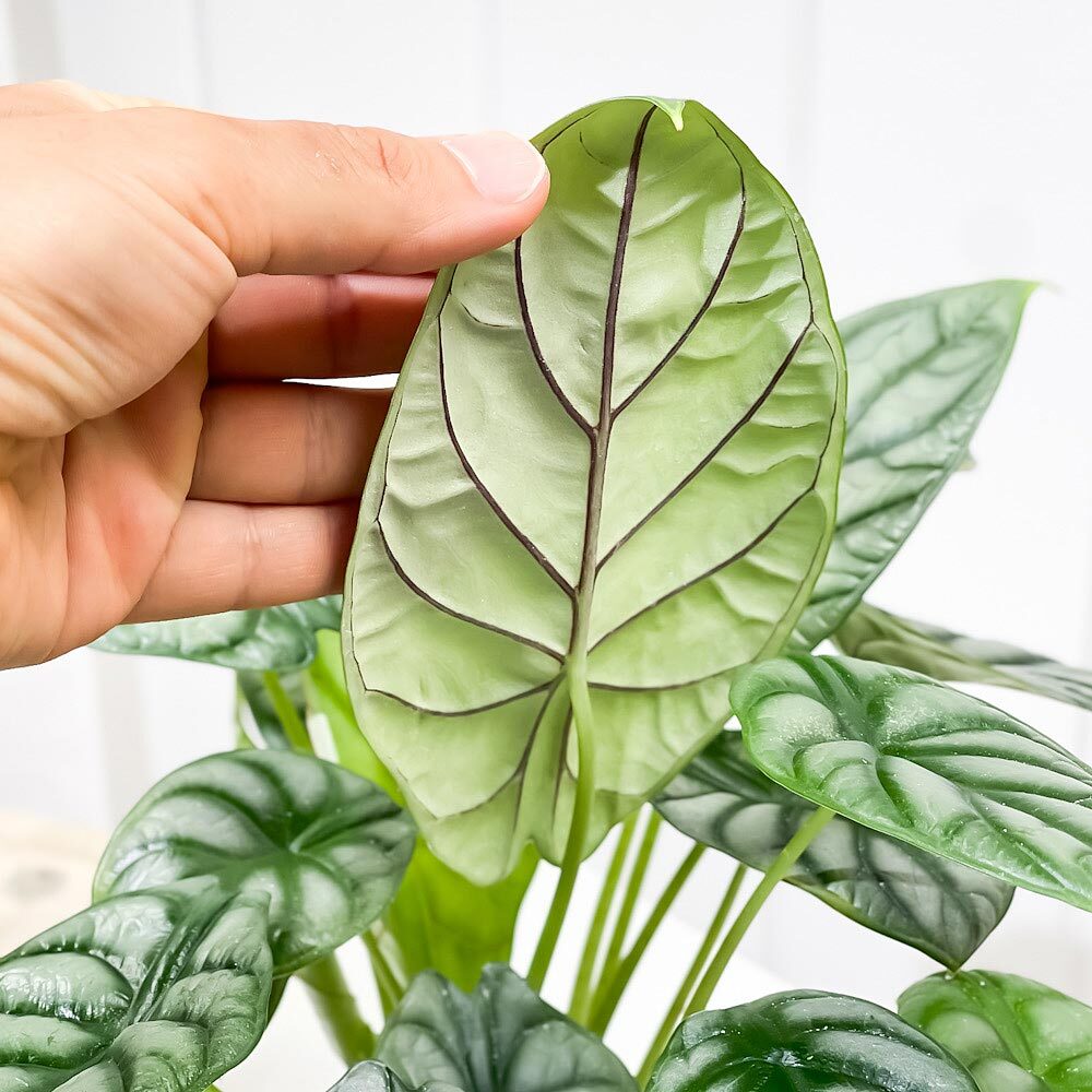 PLANCHU 観葉植物 アロカシア シルバードラゴン 5号鉢 受け皿付き 育て