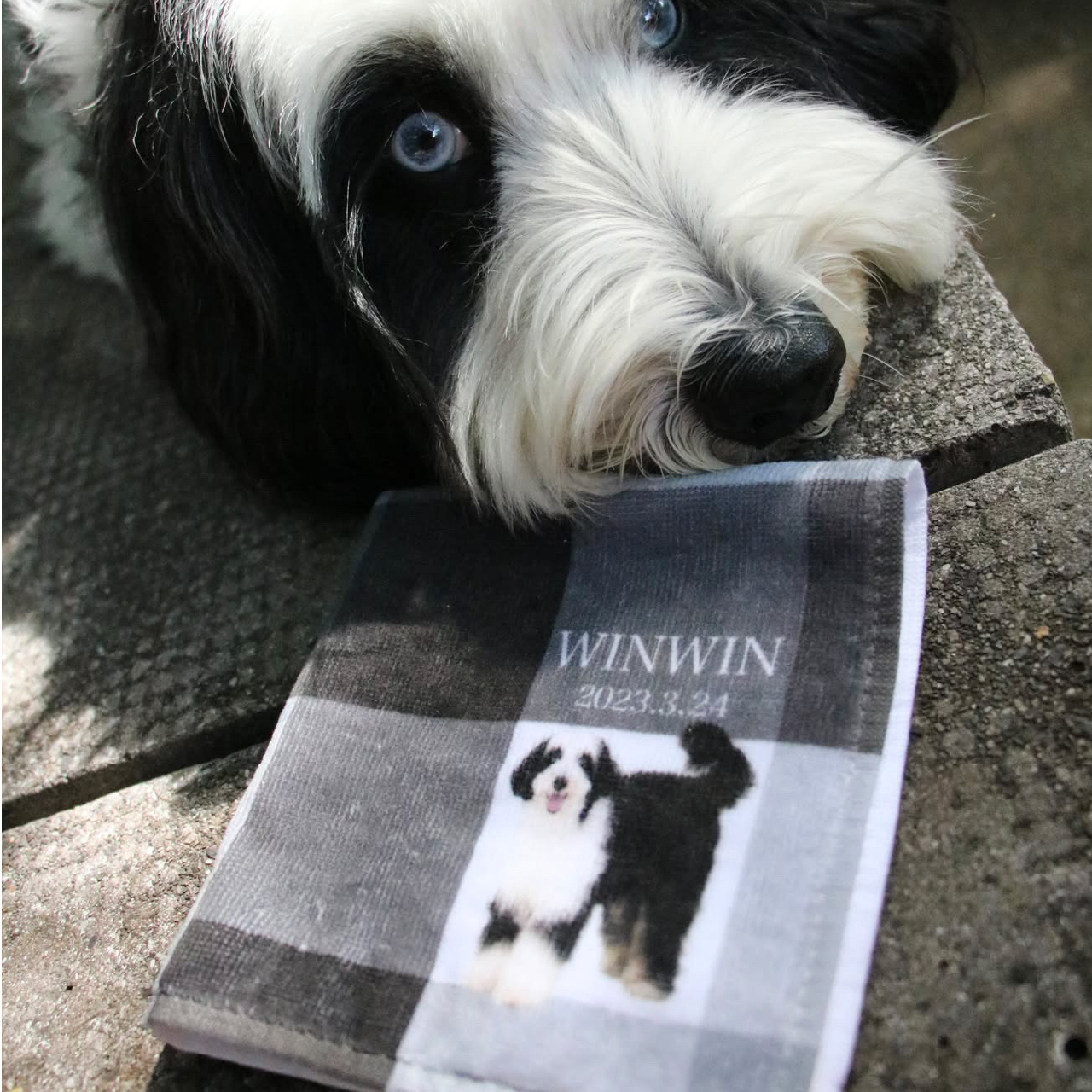 ペットのお写真で作るハンドタオル(ハンカチ) For PAPA | 名入れ・記念日いり【送料無料】お誕生日 母の日 父の日 敬老の日 還暦祝い クリスマスプレゼント うちの子グッズ お歳暮 クリスマス