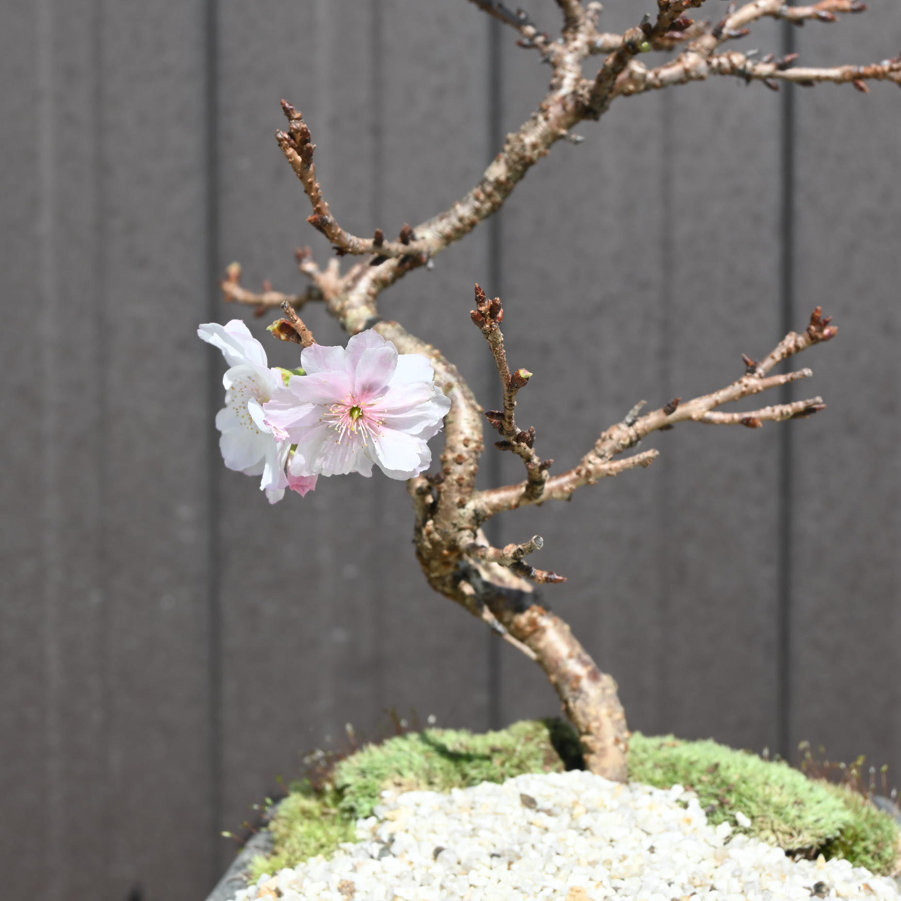 冬に咲く桜 十月桜盆栽 二期咲きのさくら サクラ