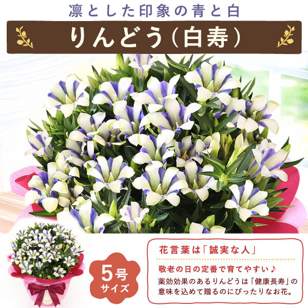 敬老の日 すぐ贈れるギフト 即日発送 ギフト プレゼント 花 生花 鉢植え 鉢花 カランコエ アザレア ベゴニア どら焼き スイーツ お菓子 和菓子 洋菓子 花とお菓子 60代 70代 80代 90代 おじいちゃん おばあちゃん 孫 孫から 送料無料 おいもや