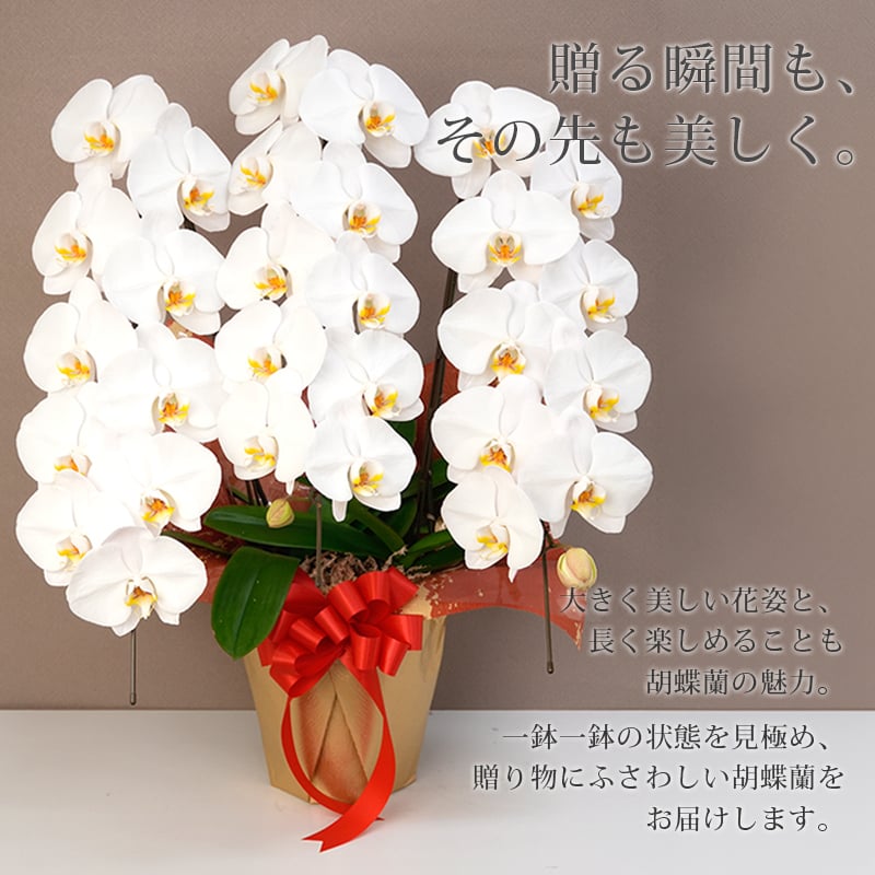 胡蝶蘭 大輪 ３本立ち 蕾含む36輪以上 送料無料 ヤマト [r-tai0009-f] 　開店祝い 開業 誕生日 長寿 結婚記念日 金婚式 お供え花 株主総会 選挙 当選 祈願 仏花 お悔み花 開院 開業 移転 ギフト 贈り物 還暦 古希 喜寿 傘寿 米寿 卒寿 白寿 百寿 御供 受賞 受章 退職 就任 栄転 昇進 昇給 昇格 新築 竣工 落成 新装 周年記念 式典 発表会 集会 内祝 年忌 法要
