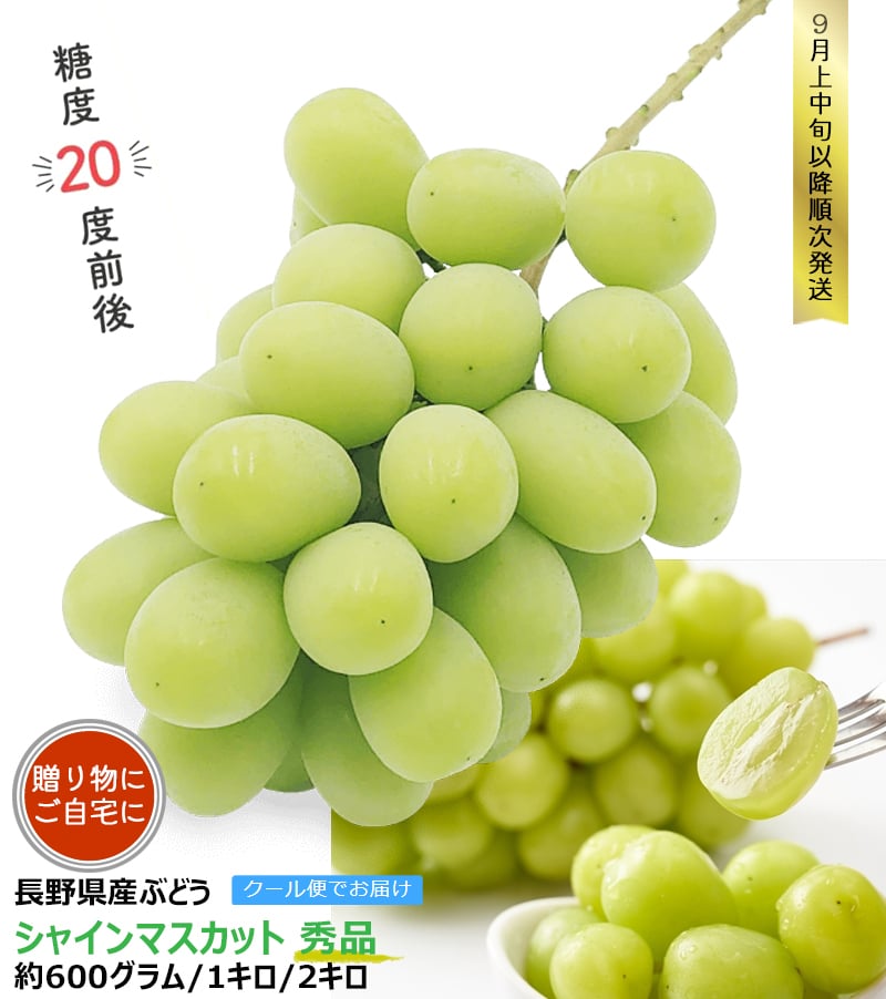長野県産 ぶどう シャインマスカット 秀品 贈答用 果物 フルーツ お取り寄せ 産地直送 【送料無料(一部地域除く)】