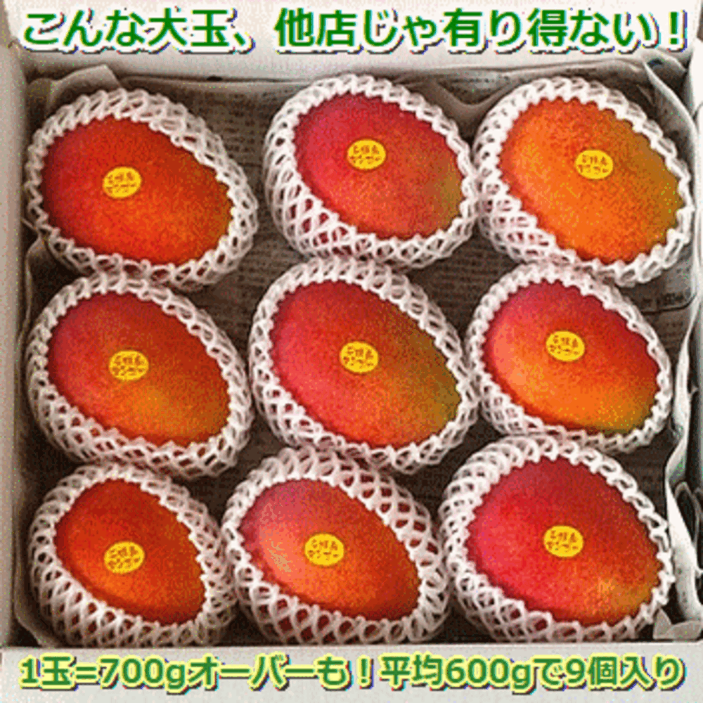 石垣島マンゴー大玉入5kg箱 専用箱入り（7～12個入）沖縄・石垣 