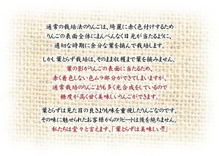 【11月中旬頃発送】蜜入りは１２月末まで 甘くておいしい！ フォーシーズン 青森りんご 葉とらずサンふじ　家庭用　5C箱(5kg箱)