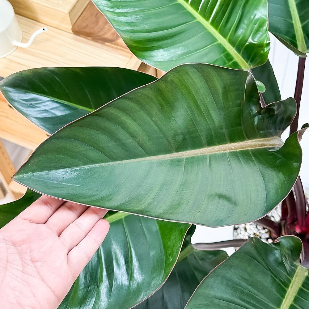 PLANCHU 観葉植物 フィロデンドロン ロジョコンゴ 8号鉢 受け皿付き