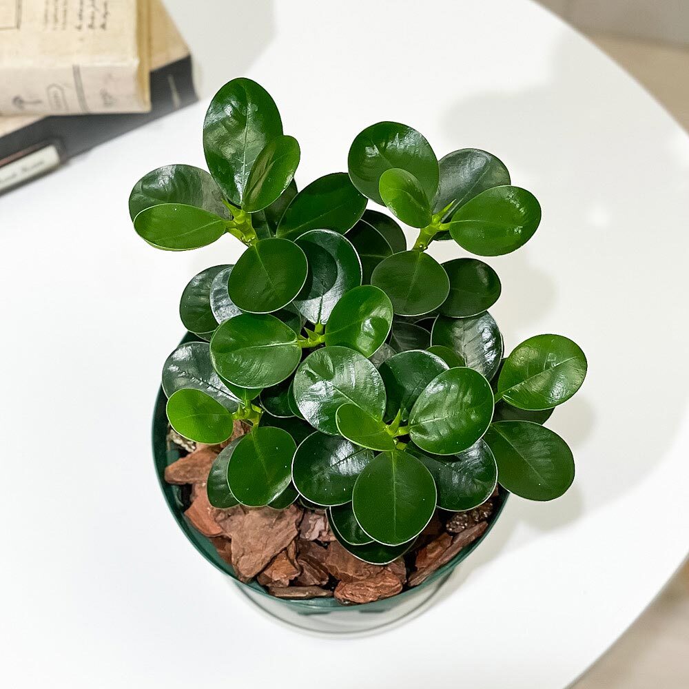 PLANCHU 観葉植物 ガジュマル コパンダガジュマル 4号スリット鉢