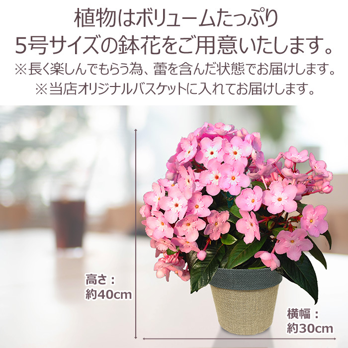 祝 敬老の日 プレゼント ギフト ルクリア ココ5号 バスケット 9月21日 鉢花 ニオイザクラ 送料無料 沖縄・離島を除く