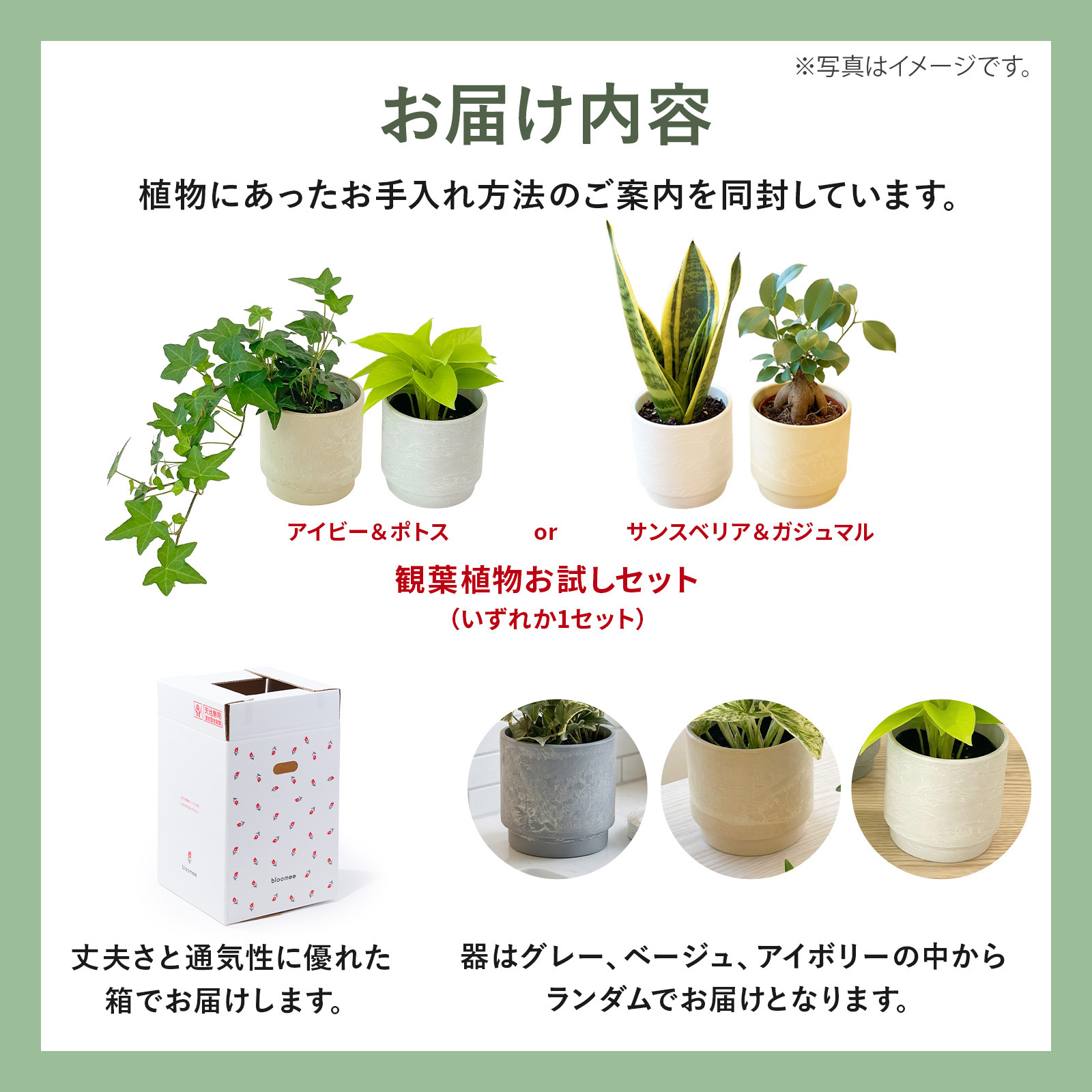 選べる 観葉植物 ポトス & アイビー ガジュマル &サンスベリア お試し 2点 セット 鉢付き 3号 ミニサイズ 幸運の木 風水 インテリア 室内 オシャレ 70代 あす楽 翌日配送  オフィス 開店祝い 結婚式 新築祝い 就職祝い 開業祝い