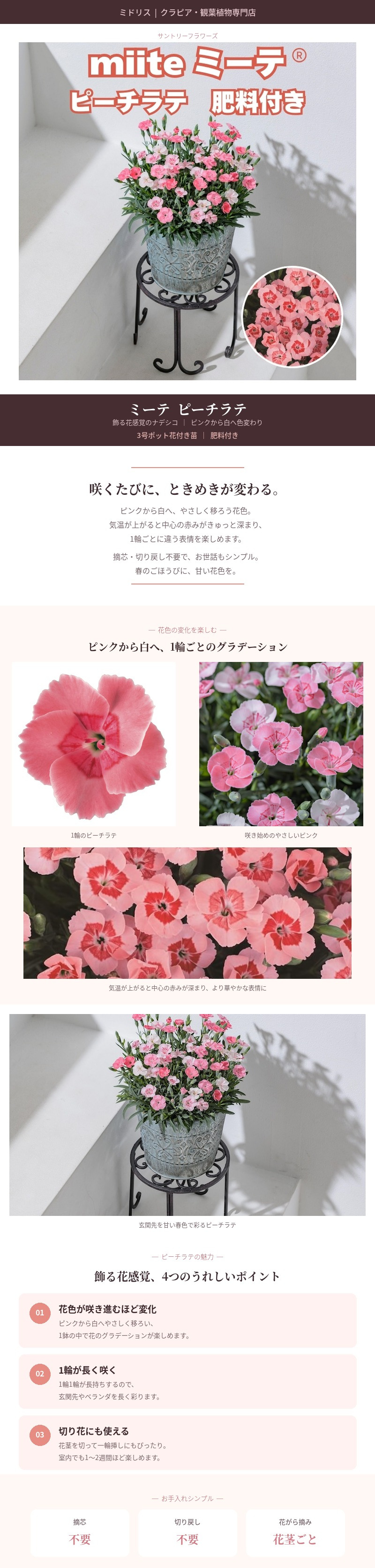 早春苗 ミーテ miite ピーチラテ 肥料付き 3号ポット花付き苗 花の苗 サントリーフラワーズ  ナデシコ属