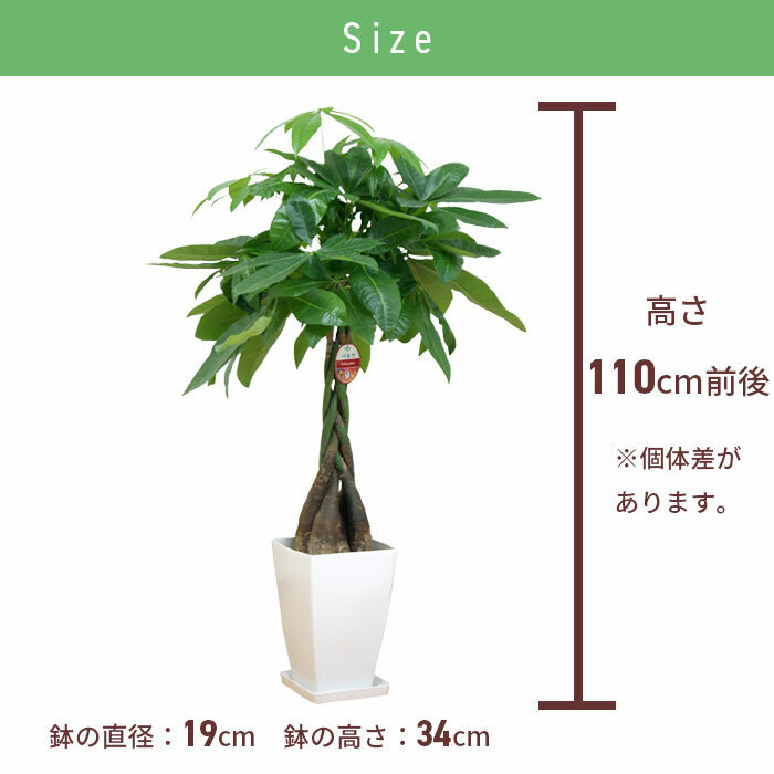 パキラ 8号 角プラ 高さ約110cm 観葉植物 幸福の木