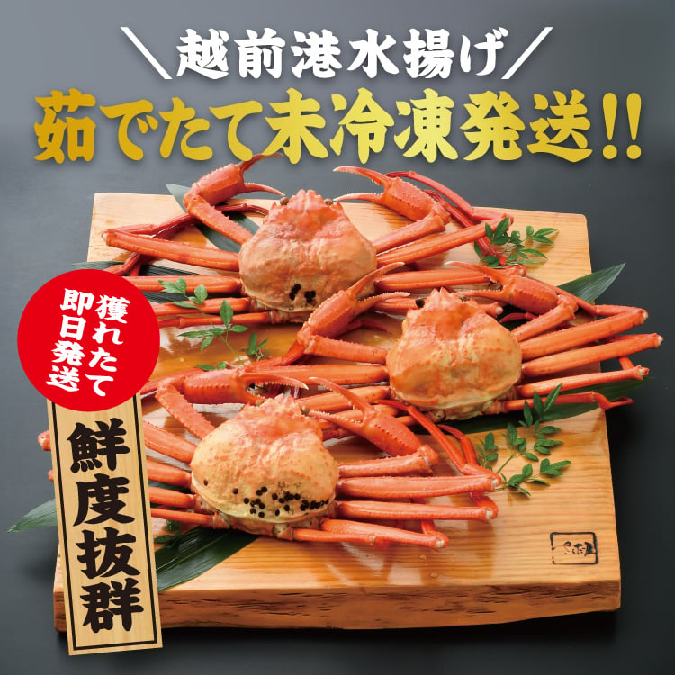 【訳あり】越前港水揚げ 茹で紅ズワイガニ姿 3杯～7杯（1杯あたり200～300g）美味しい贈物 敬老の日 お歳暮 ギフト