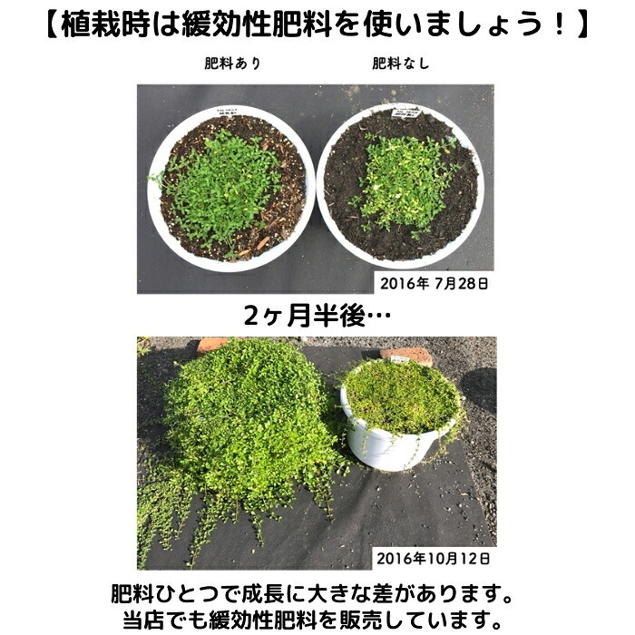 【肥料プレゼント中】 クラピア K3（ピンク）紫品種  9cmポット苗  40株セット 完全植栽マニュアル付き  ピンク色 桃色 イワダレソウ改良種 グランドカバー プランツ 植物 ピンクの花 庭 屋上 緑化 耐寒性 多年草 地被植物 ほふく性 下草 背が低い 宿根草