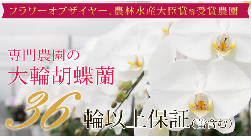 胡蝶蘭 大輪 ３本立ち 蕾含む36輪以上 送料無料 ヤマト [r-tai0009-f] 　開店祝い 開業 誕生日 長寿 結婚記念日 金婚式 お供え花 株主総会 選挙 当選 祈願 仏花 お悔み花 開院 開業 移転 ギフト 贈り物 還暦 古希 喜寿 傘寿 米寿 卒寿 白寿 百寿 御供 受賞 受章 退職 就任 栄転 昇進 昇給 昇格 新築 竣工 落成 新装 周年記念 式典 発表会 集会 内祝 年忌 法要