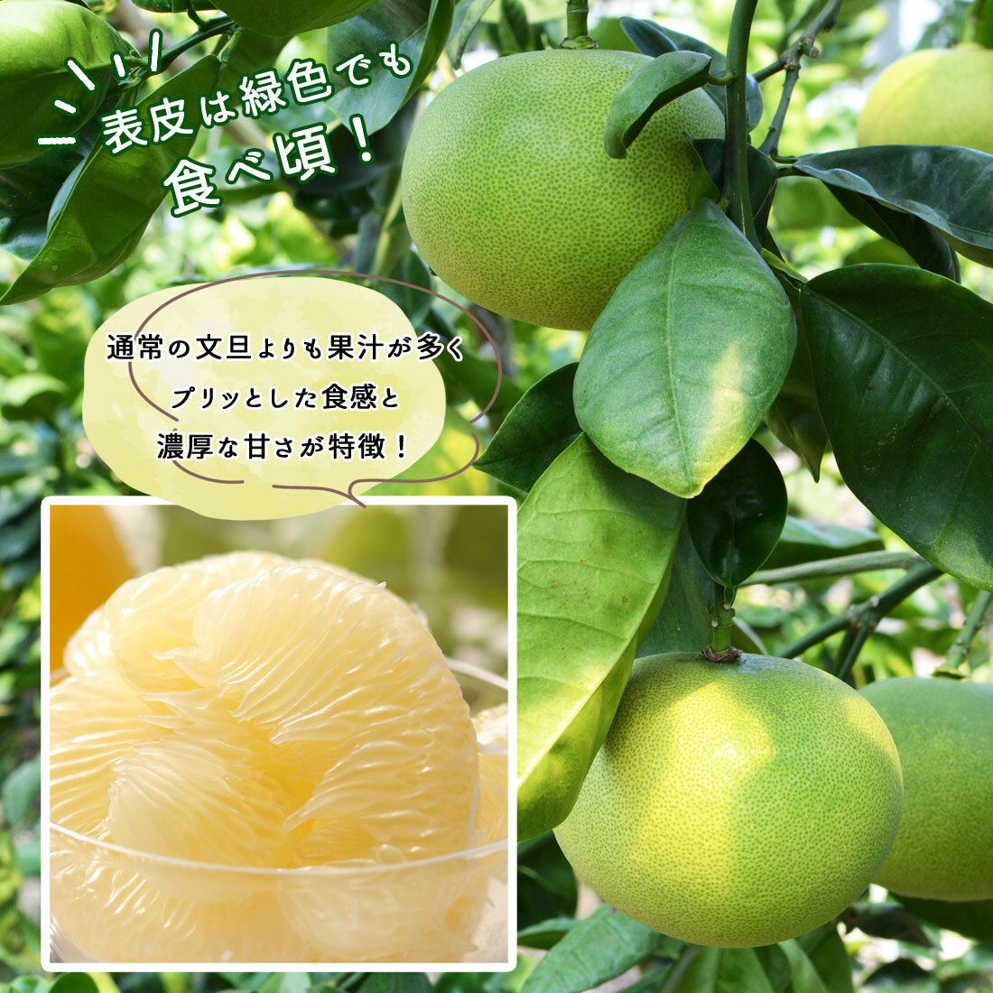 水晶文旦 特選品 3kg 5kg 大玉 家庭用 贈答用 高知県 土佐市産 生産者直送 Aランク 高知産 ハウス栽培 温室栽培 秋文旦 早生ぶんたん 秋の味覚 高級ギフト 化粧箱入り 産地直送 高級フルーツ 柑橘 果物 【送料無料】