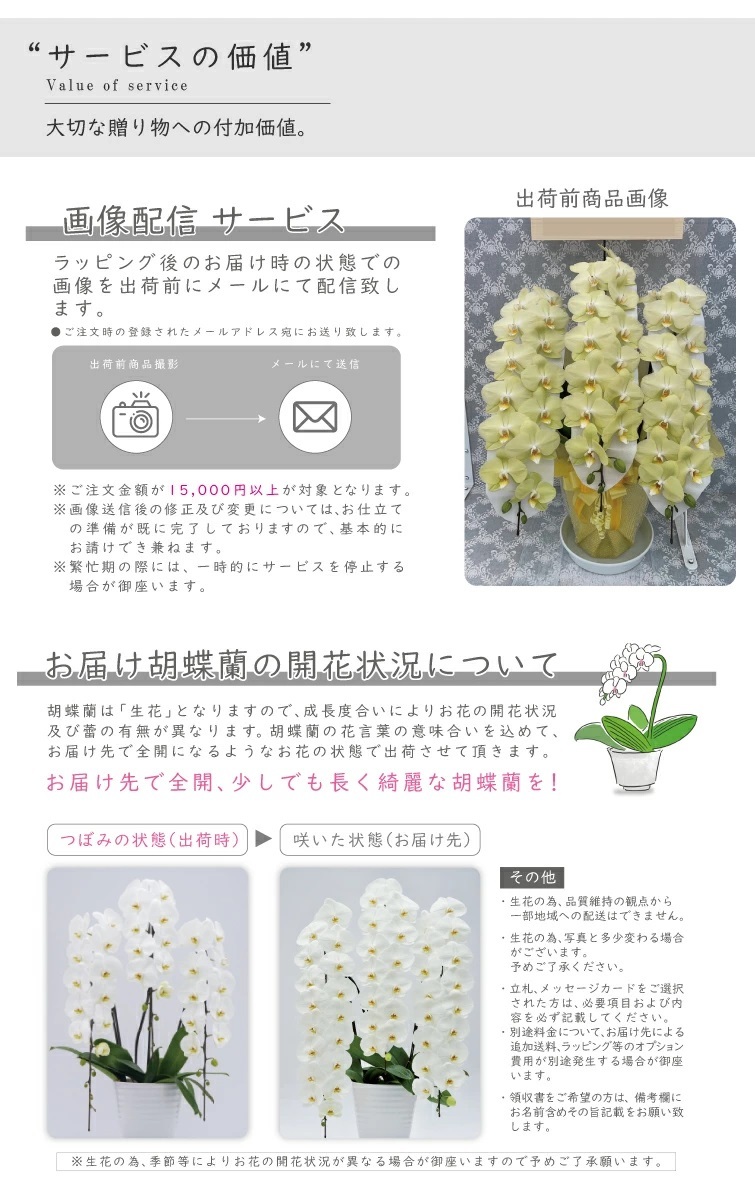 希少 純国産 胡蝶蘭 花持ち長い 中輪3本立ち 40輪～ 25,800円【煌華(きらか)】 黄色 画像配信あり 産地直送 お祝い 花 贈り物 母の日ギフト 縁起良い 商売繁盛 長寿祝 開店祝 開業祝 移転祝 就任祝 昇進祝 当選祝 当日発送 日本橋 銀座 王立園芸協会登録商品