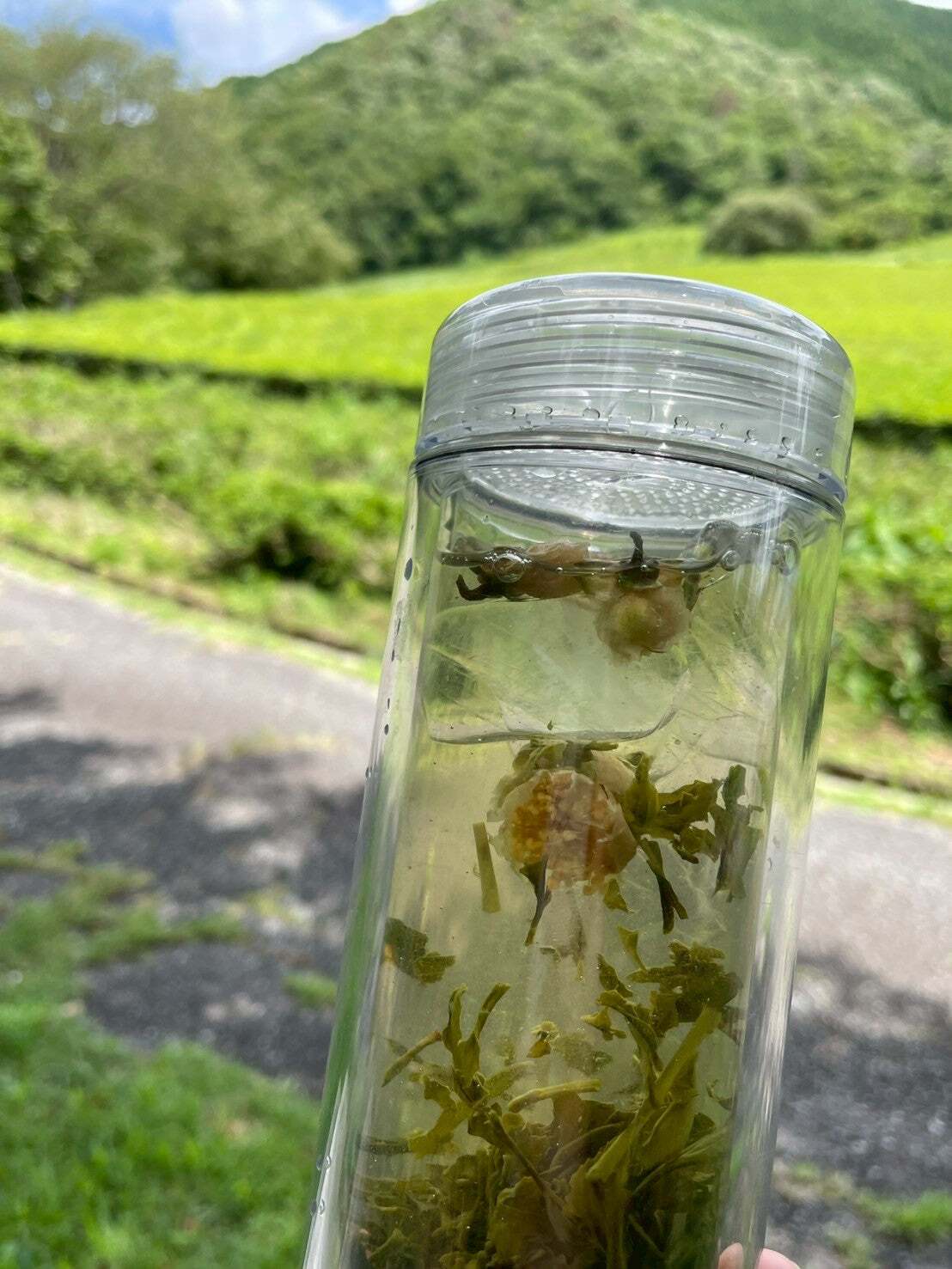 【自然栽培のお茶】茶の花煎茶ティーバッグ8包