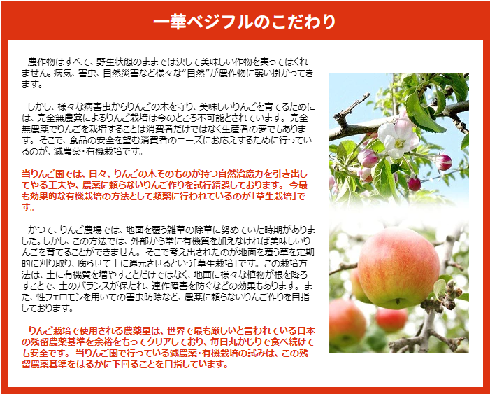 【11月中旬頃発送】一華ベジフル 青森 リンゴ サンふじ 家庭用 3C箱(3kg箱:約7～10個入) りんご 青森県産 蜜入り リンゴ 林檎 りんごジュース ギフト 御歳暮 お歳暮 フルーツ 果物 青森県 お土産 お取り寄せ 販売 通販 2026 訳あり【送料無料】