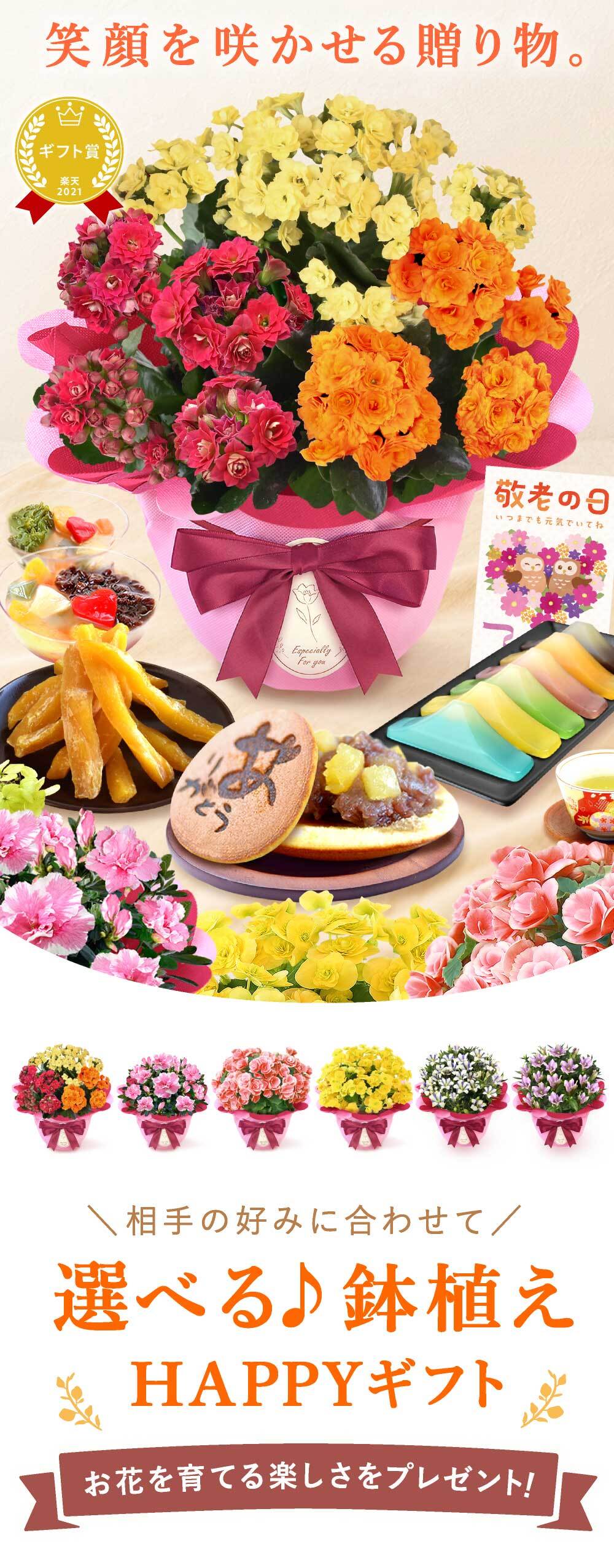 敬老の日 すぐ贈れるギフト 即日発送 ギフト プレゼント 花 生花 鉢植え 鉢花 カランコエ アザレア ベゴニア どら焼き スイーツ お菓子 和菓子 洋菓子 花とお菓子 60代 70代 80代 90代 おじいちゃん おばあちゃん 孫 孫から 送料無料 おいもや