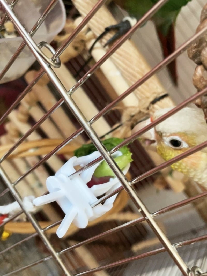 鳥用フードクリップ 2個セット インコ オウム 小鳥 餌ホルダー 野菜 果物 おやつ 固定 ケージ取り付け プラスチック製 食べ物保持 ペットバード用品 グリーン ホワイト