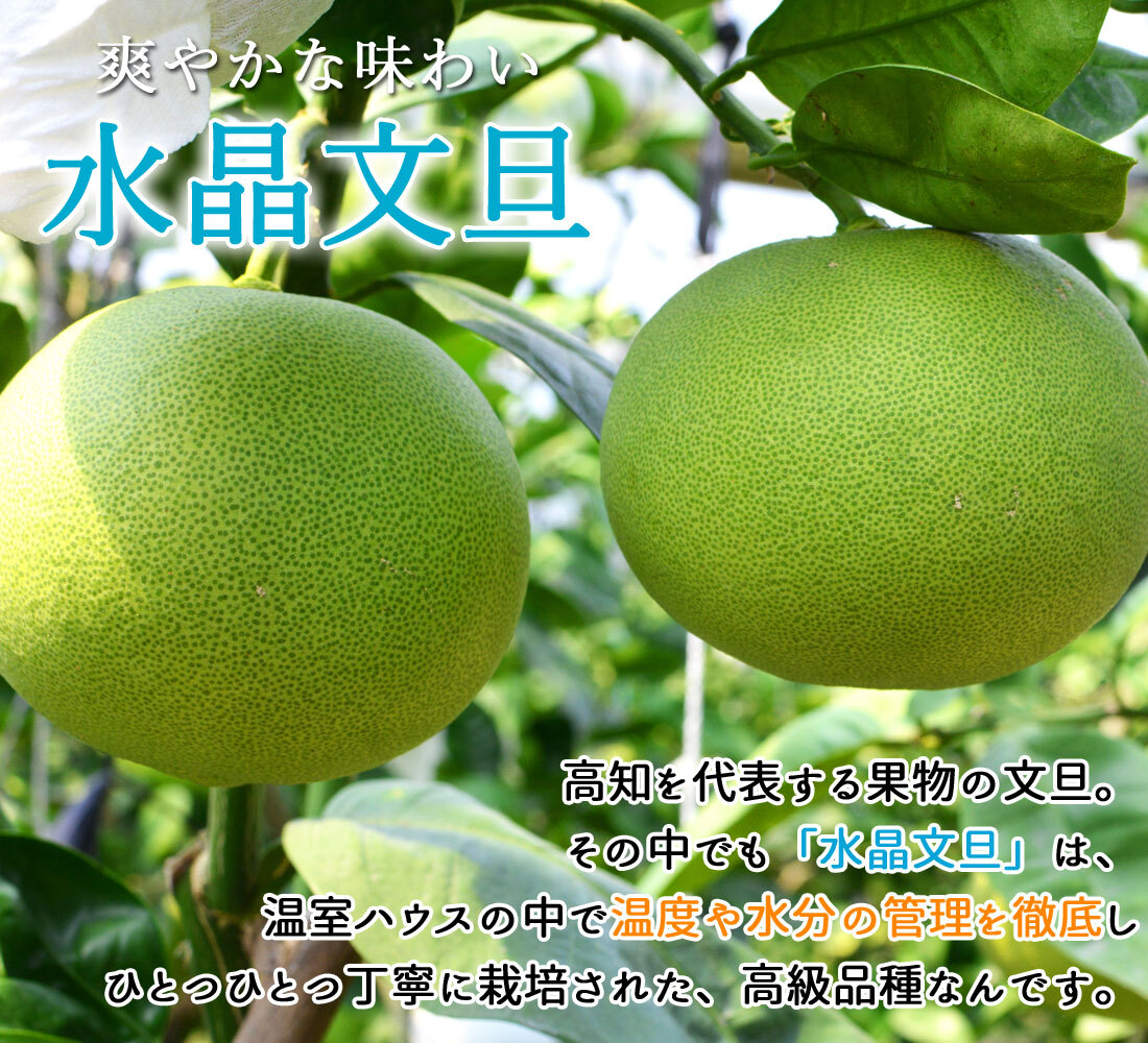 水晶文旦 特選品 3kg 5kg 大玉 家庭用 贈答用 高知県 土佐市産 生産者直送 Aランク 高知産 ハウス栽培 温室栽培 秋文旦 早生ぶんたん 秋の味覚 高級ギフト 化粧箱入り 産地直送 高級フルーツ 柑橘 果物 【送料無料】