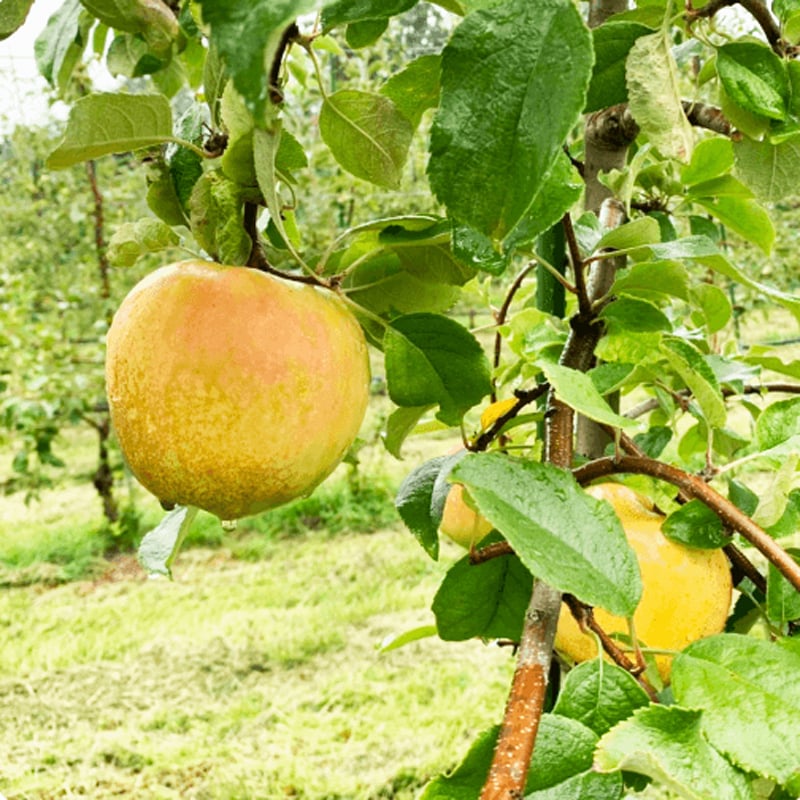 長野県産りんご ぐんま名月 秀品 ご贈答 果物 フルーツ お取り寄せ 産地直送 【送料無料(一部地域除く)】