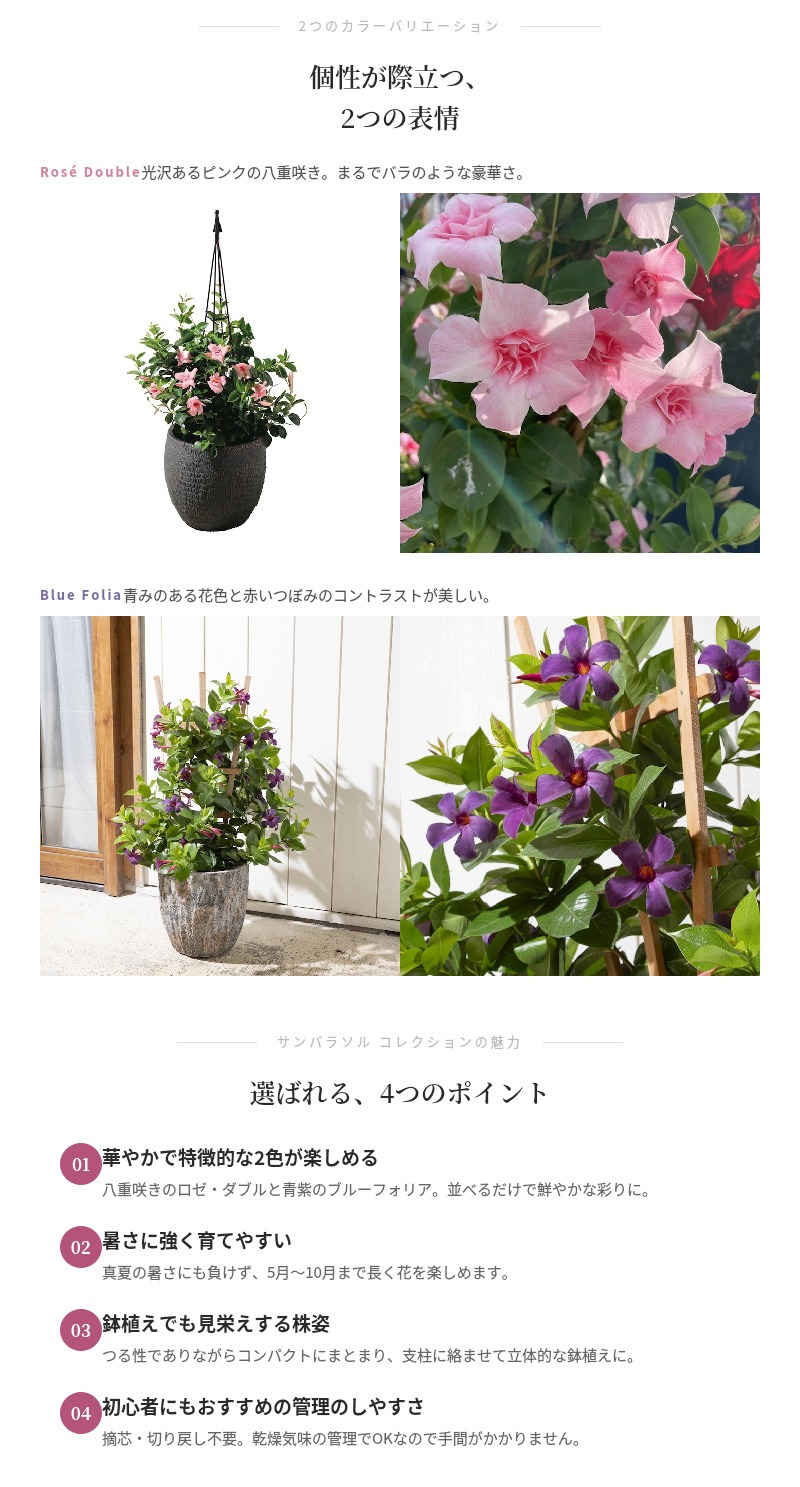 サンパラソル コレクション 2色×各1株セット 肥料付き ロゼダブル ブルーフォリア 3.5号ポット苗 つる性マンデビラ サントリーフラワーズ 夏の花 ガーデニング 鉢植え