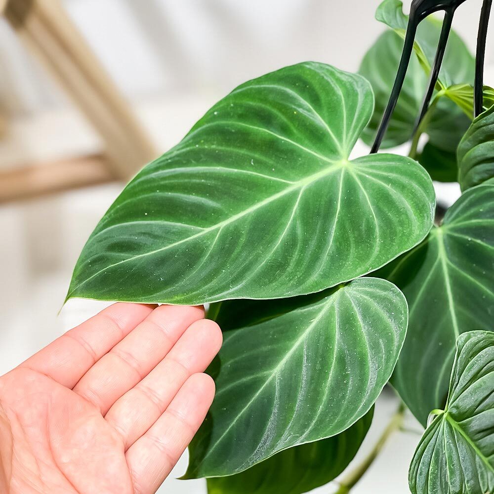 PLANCHU 観葉植物 フィロデンドロン グロリアス 4号吊り鉢 育て方説明
