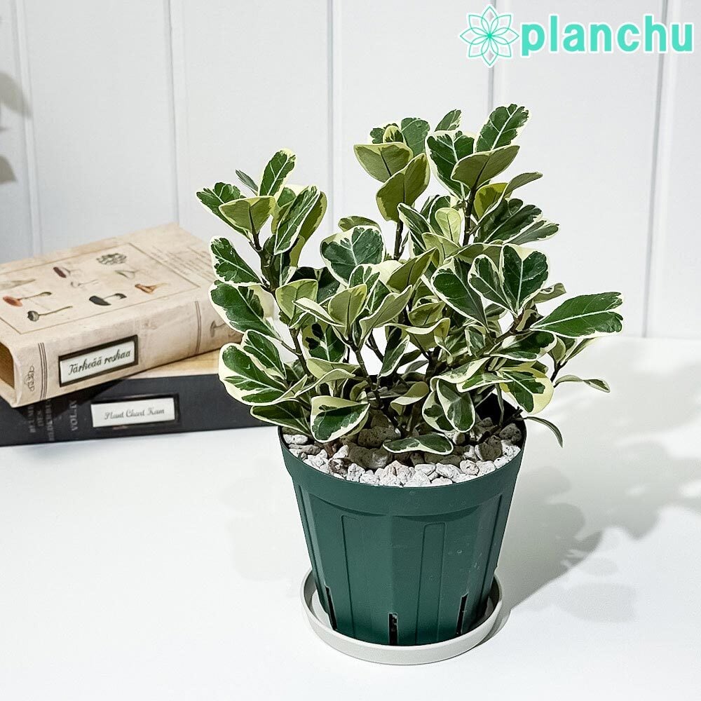 PLANCHU 観葉植物 フィカス スウィートハート 4号スリット鉢 受け皿