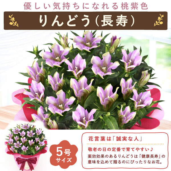 敬老の日 すぐ贈れるギフト 即日発送 ギフト プレゼント 花 生花 鉢植え 鉢花 カランコエ アザレア ベゴニア どら焼き スイーツ お菓子 和菓子 洋菓子 花とお菓子 60代 70代 80代 90代 おじいちゃん おばあちゃん 孫 孫から 送料無料 おいもや