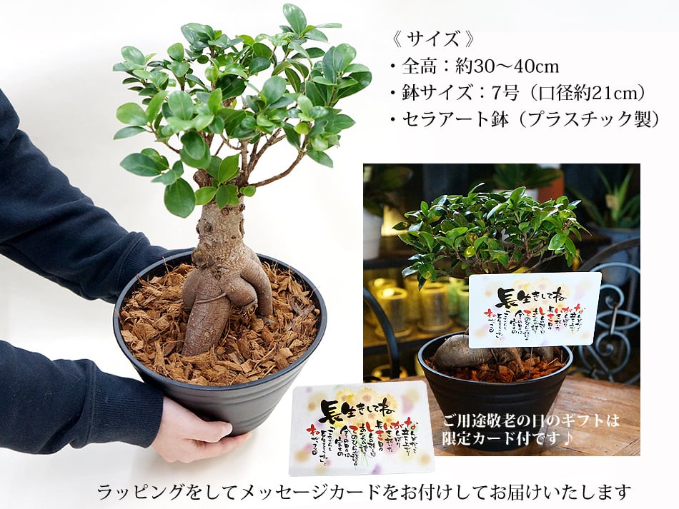観葉植物 ガジュマル 大型 7号鉢【誕生日 プレゼント 花 ギフト ガジュマルの木 贈り物 幸福の木 多幸の樹 がじゅまる 新築祝い 開店祝い カフェ開店 引っ越し祝い お祝い 贈り物 花 多幸の木 癒し グリーン インテリア】