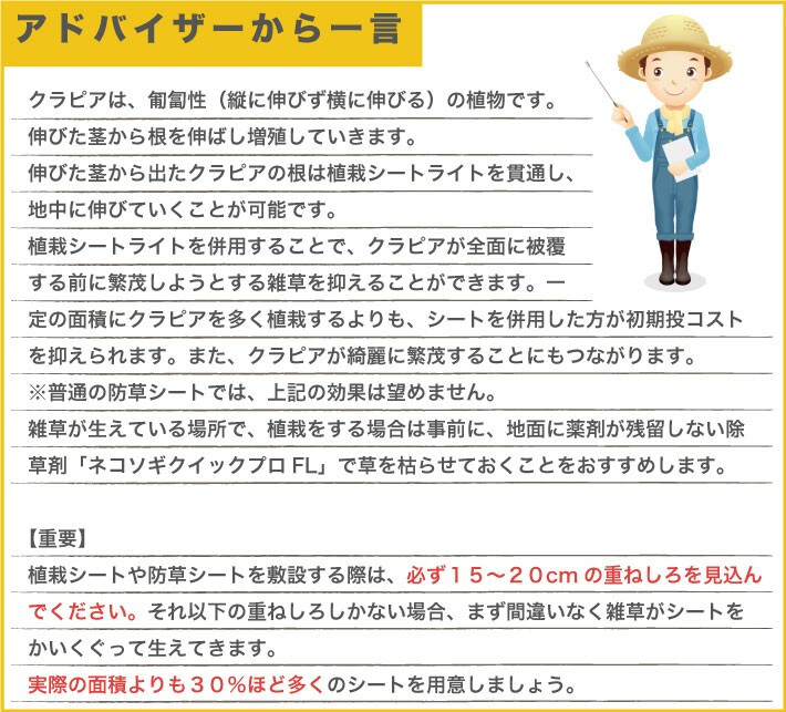 100平米分セット クラピア専用マルチシートセット 2m×50m（100m2） + Jピン（500本） クラピア 植栽用 吸水性 透水性 アップ
