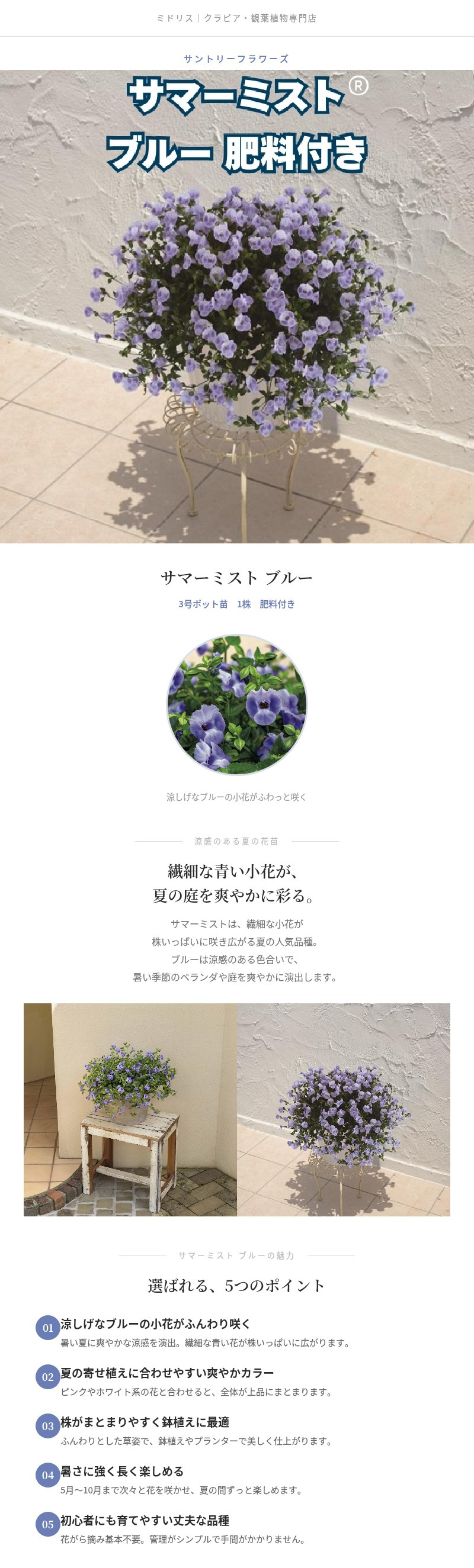 サマーミスト 苗 ブルー 1株 3号ポット サントリーフラワーズ｜ユーフォルビア｜涼しげな青い小花が咲く夏の花苗｜寄せ植え・鉢植え・花壇におすすめ｜肥料付き ハンギング プランター