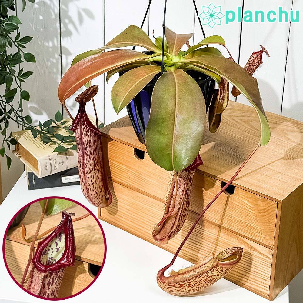 PLANCHU 食虫植物 ネペンテス ミランダ 5号吊り鉢 育て方説明書付き