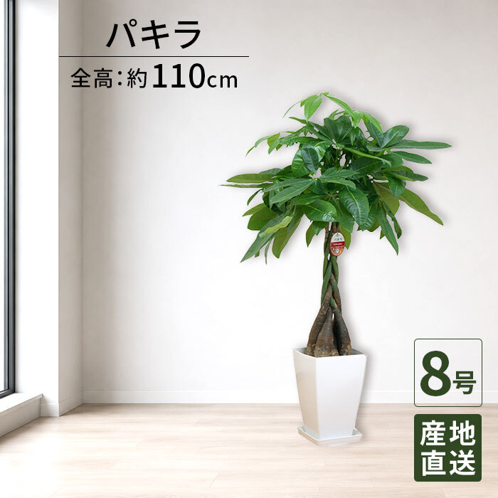 パキラ 8号 角プラ 高さ約110cm 観葉植物 幸福の木