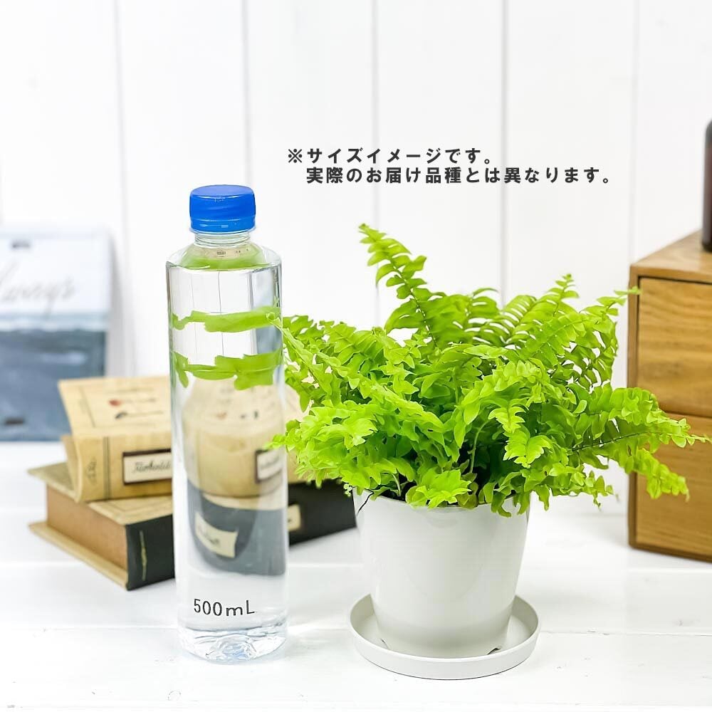 観葉植物 お試しミニ観葉 3種セット 品種おまかせ 3.5号鉢 受け皿付き