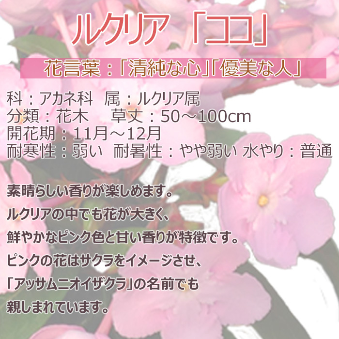 祝 敬老の日 プレゼント ギフト ルクリア ココ5号 バスケット 9月21日 鉢花 ニオイザクラ 送料無料 沖縄・離島を除く