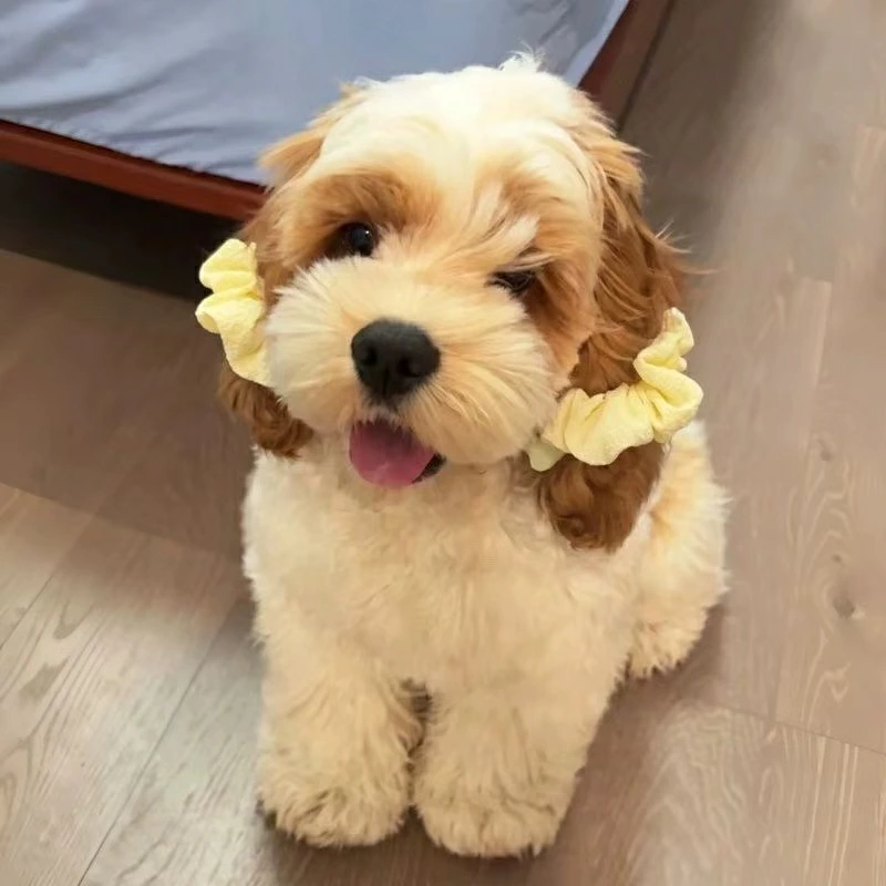犬用 ヘアゴム 2点セット ペット用 ヘアアクセサリー シュシュ 犬 リボン風 耳飾り ヘアアクセ かわいい 小型犬 ペット用品 おしゃれ イエロー